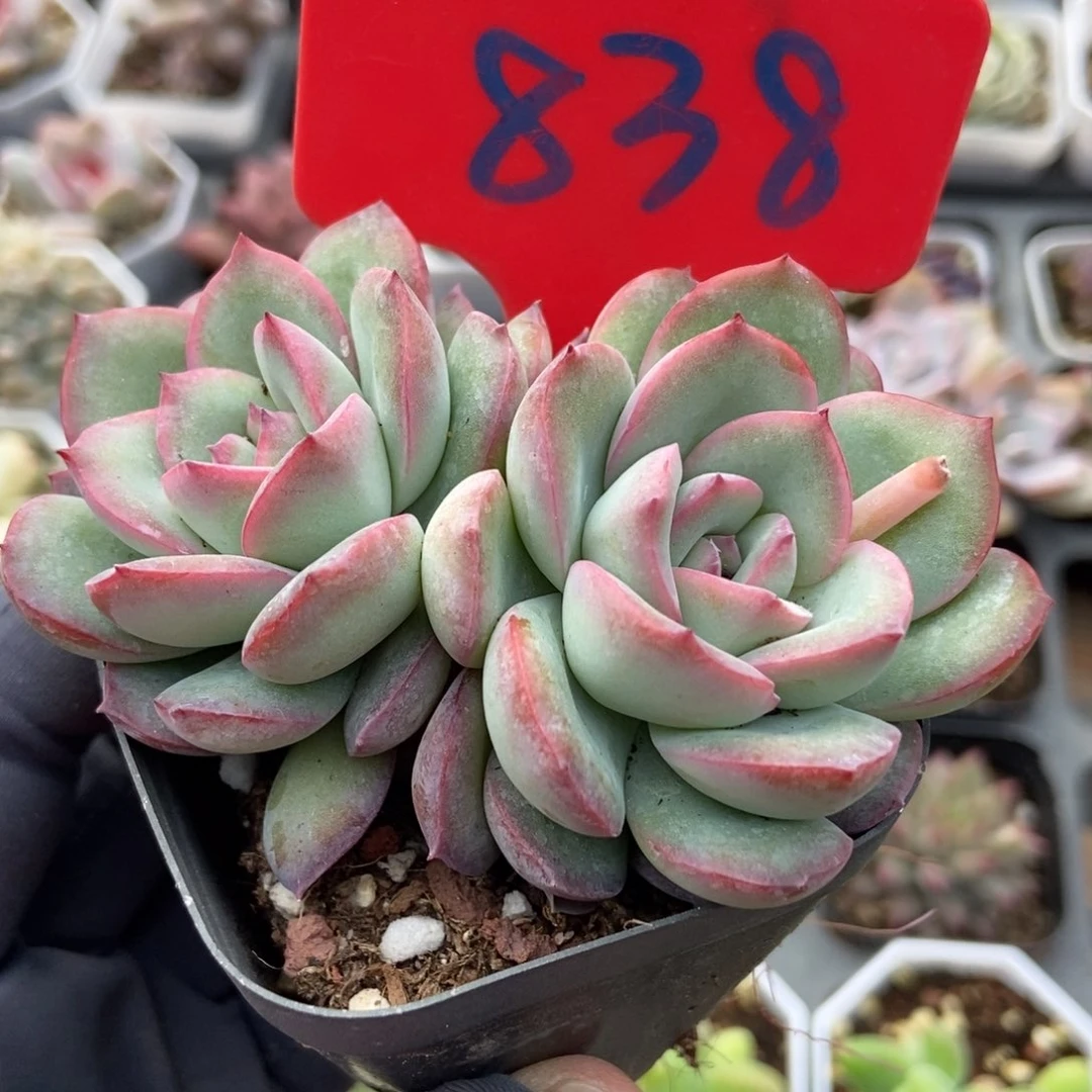 838雪夜多肉植物