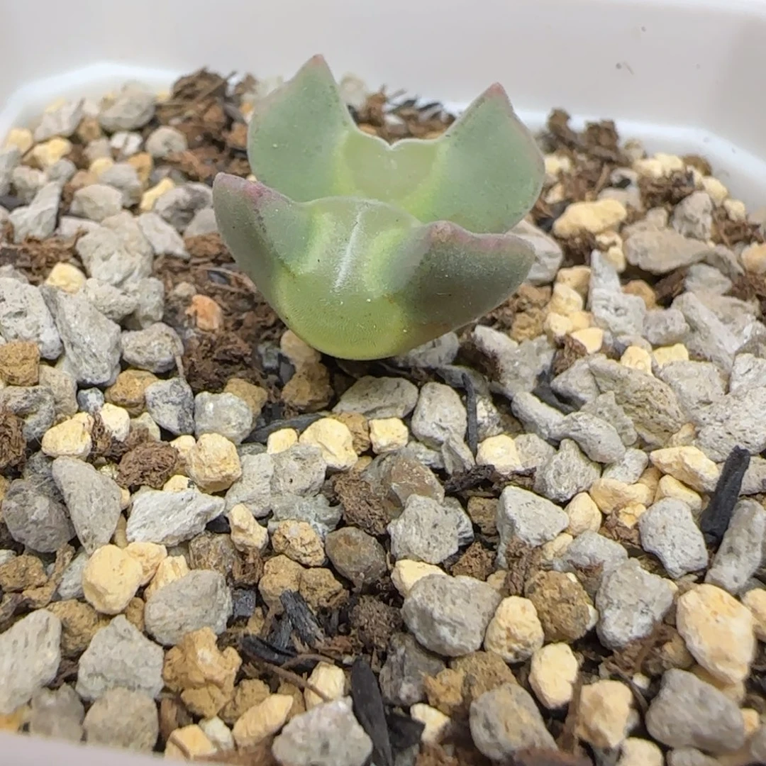 双头大眼睛多肉植物一颗