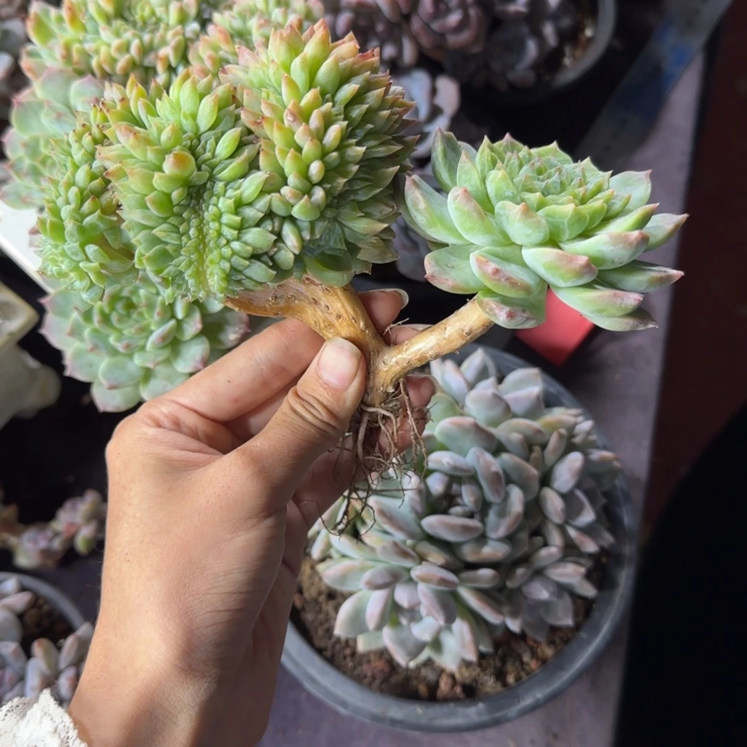 发***橙冰魄瑕疵缀化一物一拍