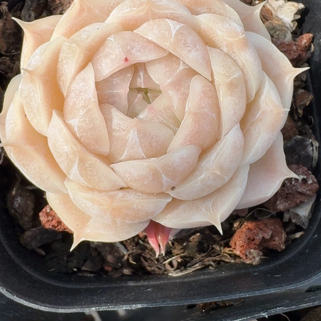 红陶0208-35-麦秆