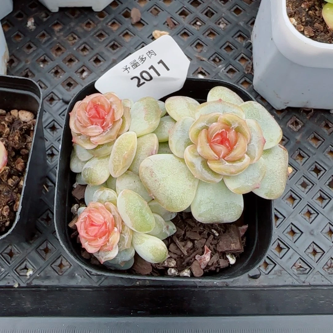 彩恋群，2011多肉植物