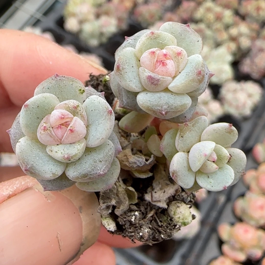 多肉小卡拉米糖心一物一拍