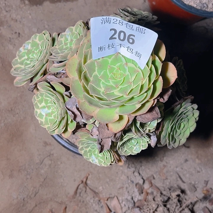 206粉花妖多肉植物