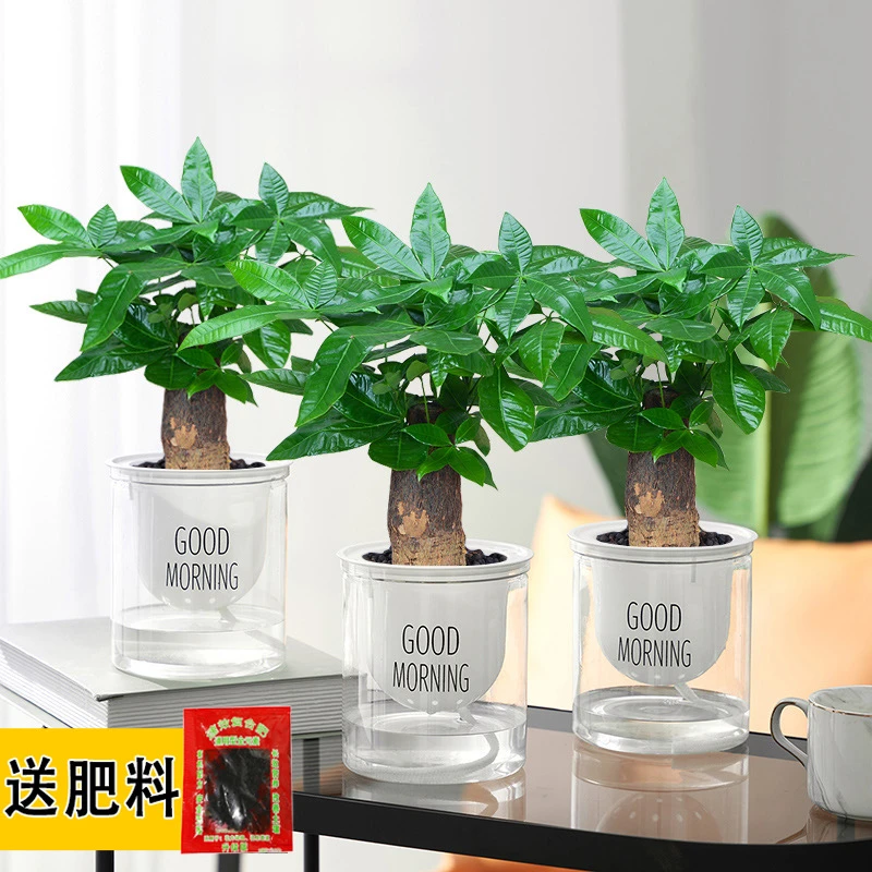 三杆发财树小盆栽绿植懒人自吸盆景绿萝文竹水培好养美观四季常青
