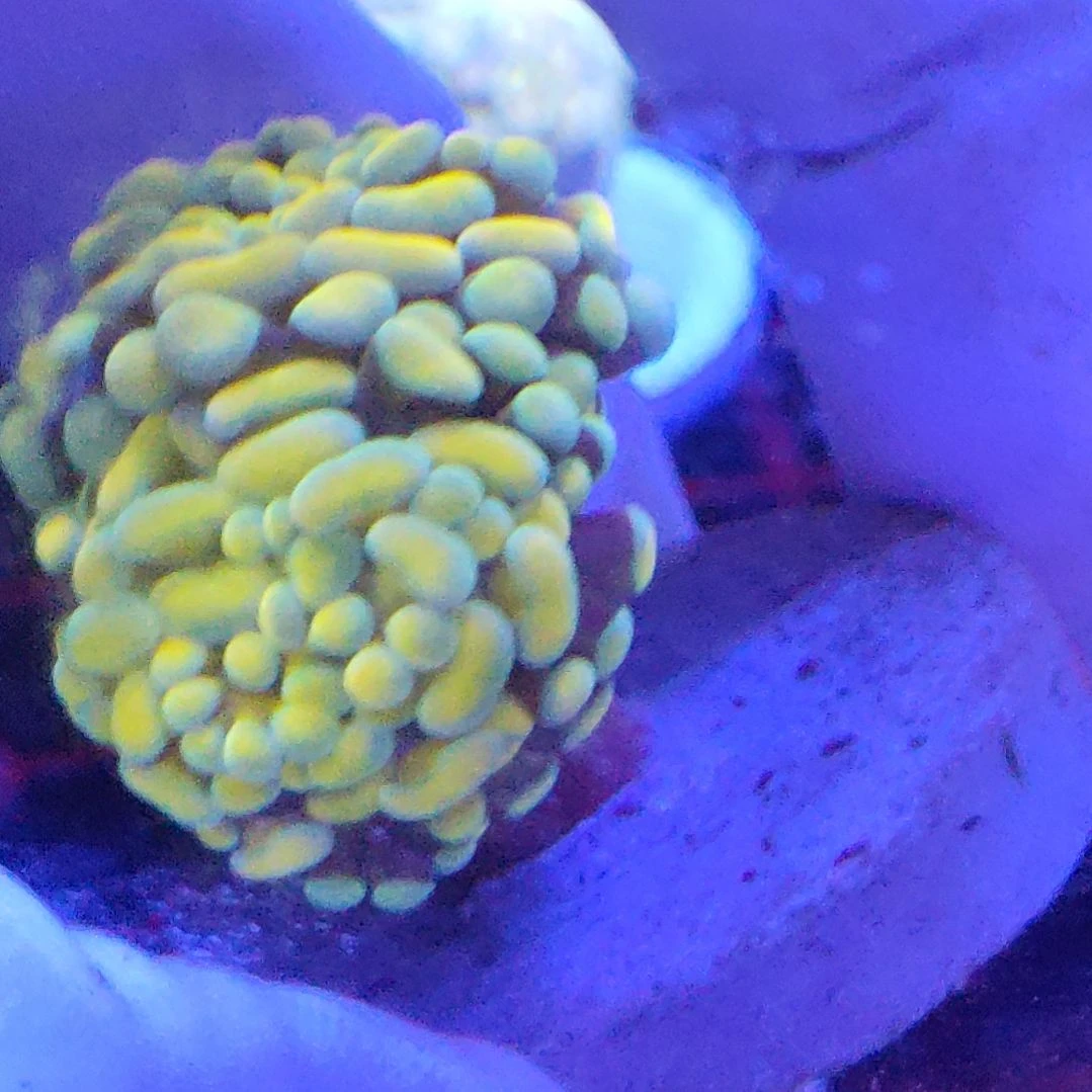 珊瑚不支持退货不到付不包邮接受下单