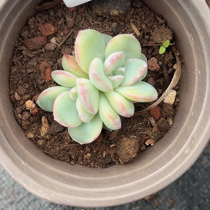 闪吼314呀呀呀呀呀呀哈哈