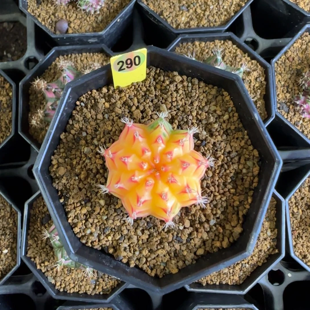 米哈锦290号，带盆土发货