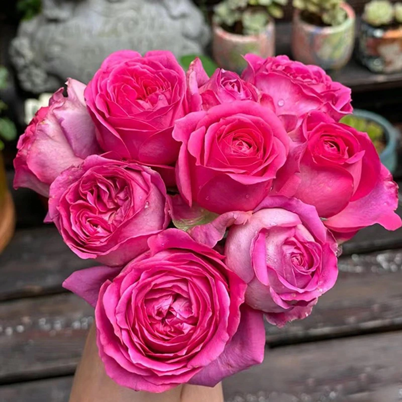 特拉方特月季1加仑大花浓香四季开花勤花抗病阳台盆栽