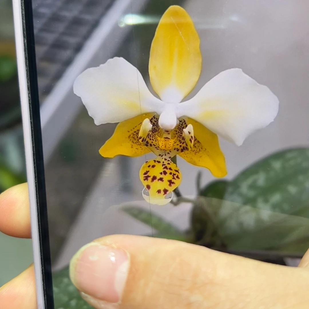 无花朵带侧苗史塔基