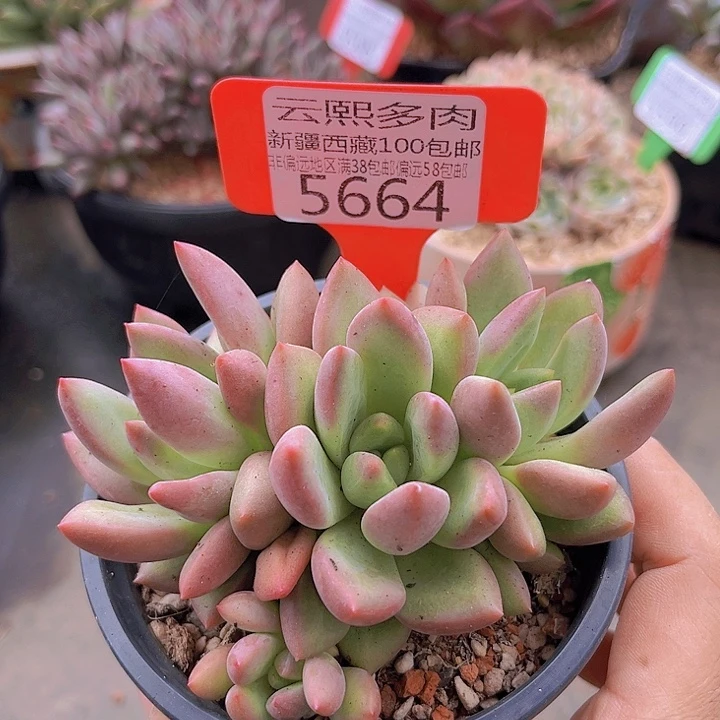 5664仙贝。
