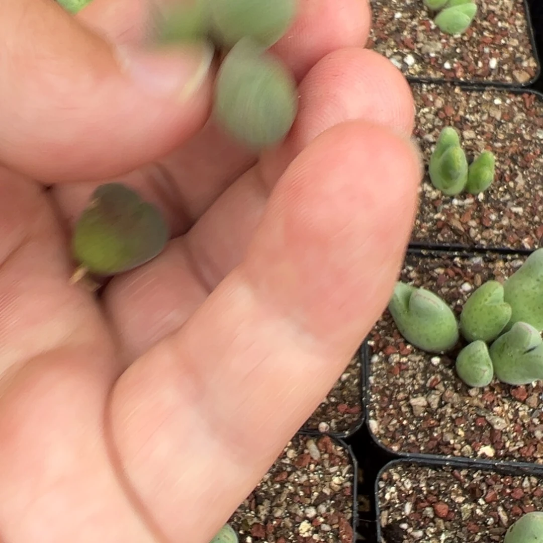 13-121量拍大眼睛空蝉一颗