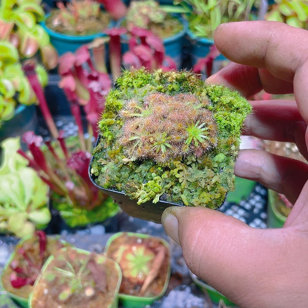 完全开放詹姆斯迷你茅