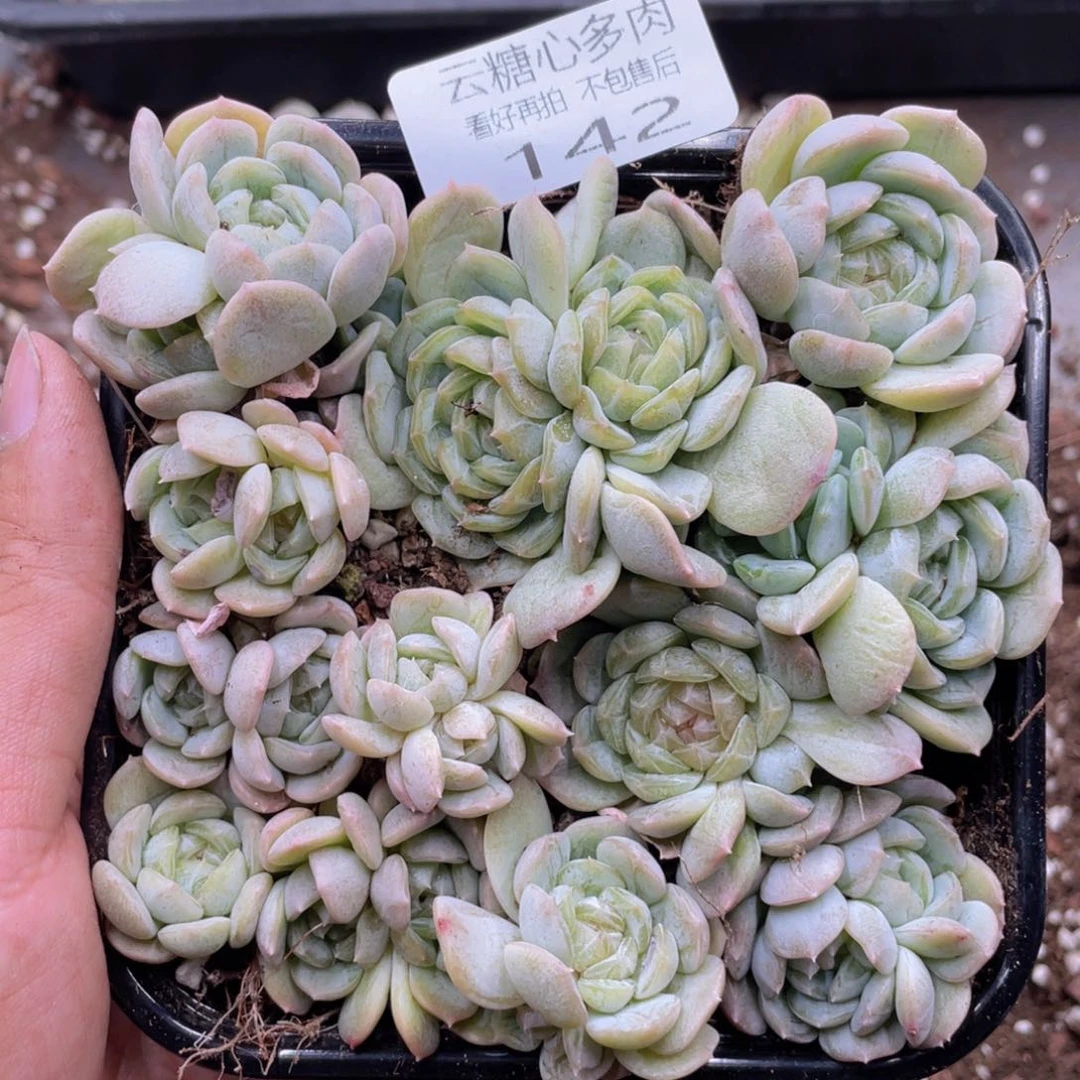 云糖心多肉植物142