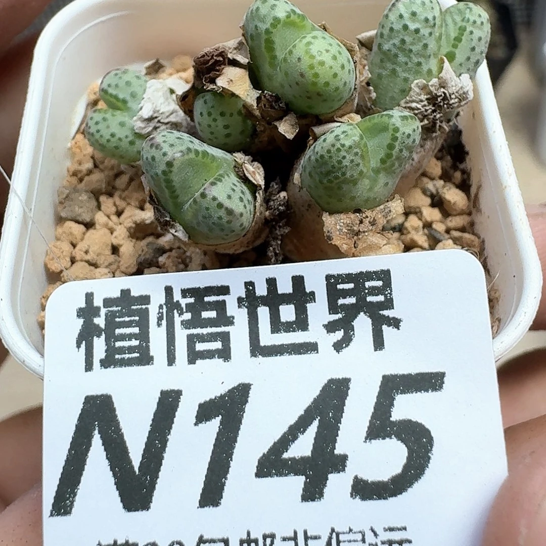 多肉植物的润泽地方