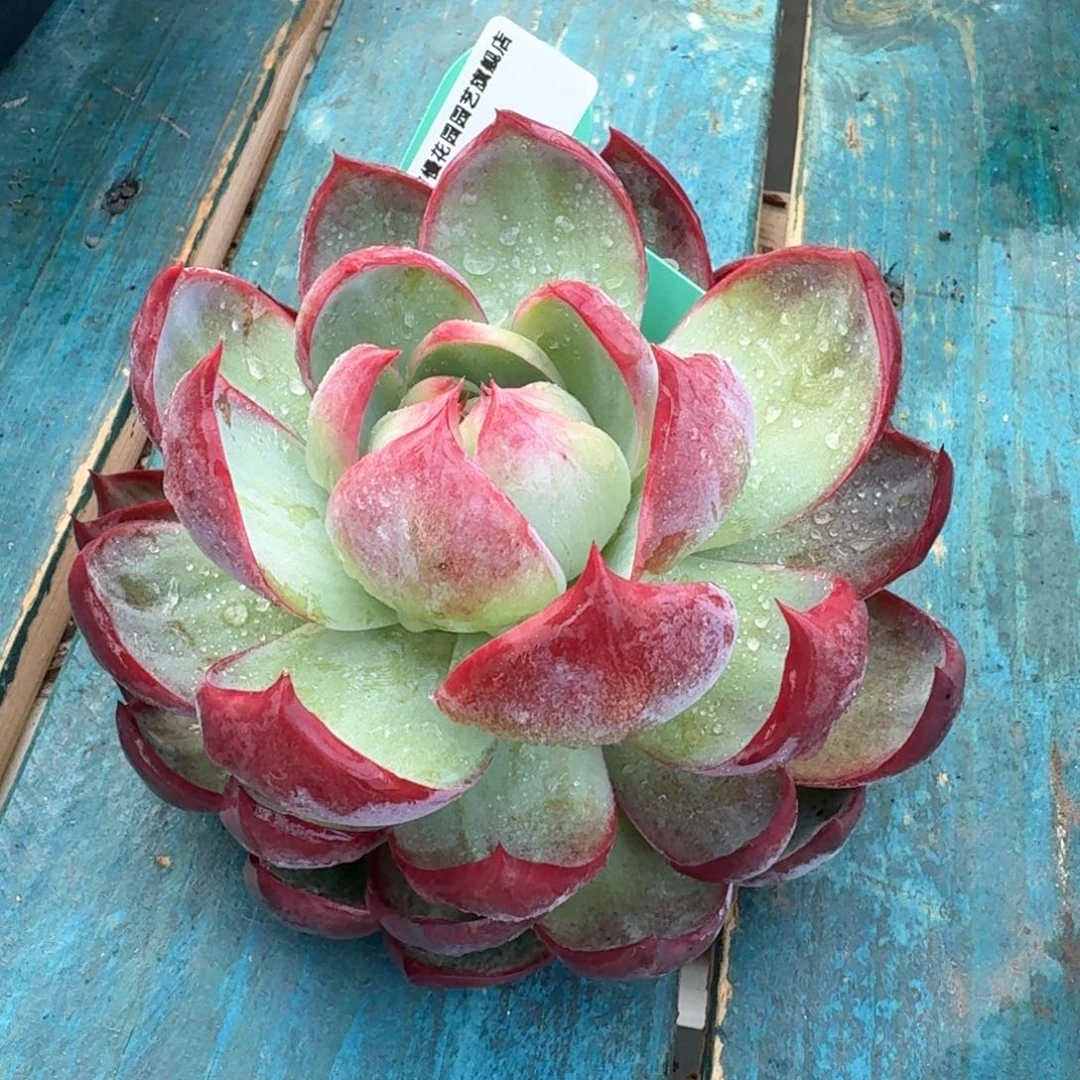 从前慢多肉精选编号0917.3