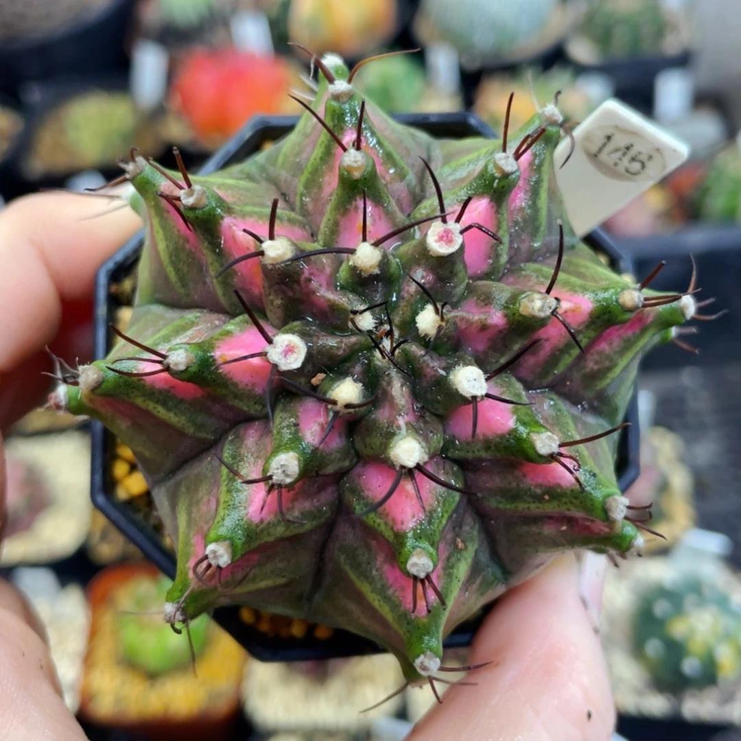 盆5公分满25包邮裸根发货