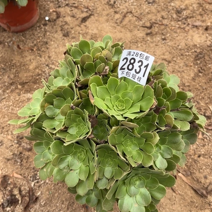 流星雨多肉植物2831