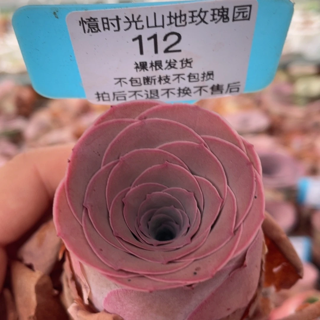 山地玫瑰112裸根发货不售后