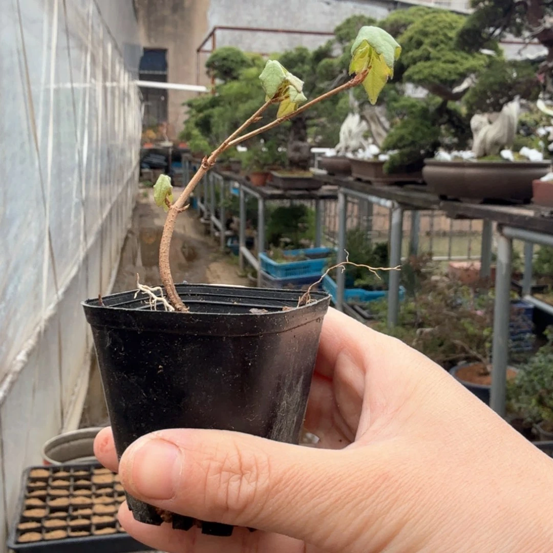 眷*枫树 中通快递包邮