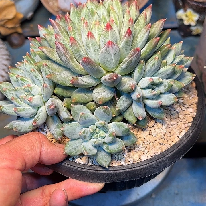 多肉植物一物一拍