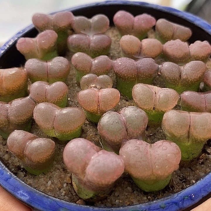 19539单头日系红网格风铃一颗