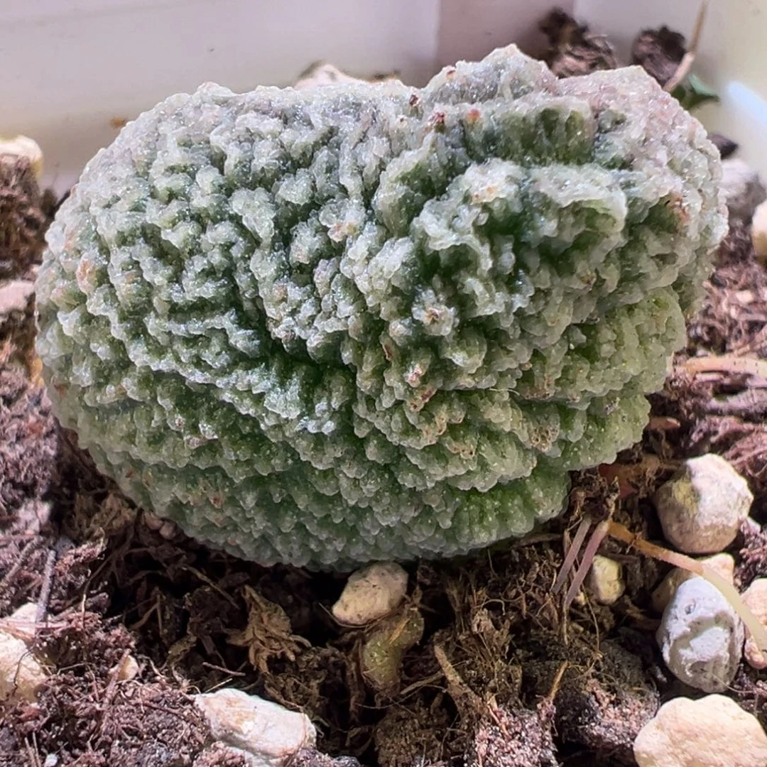 实生新品细腻冰感纹大苗