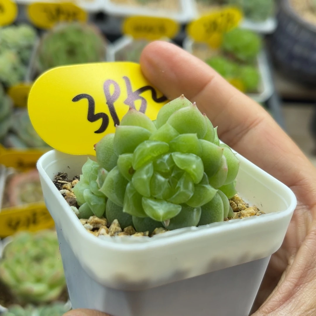 财富密码4头群3962