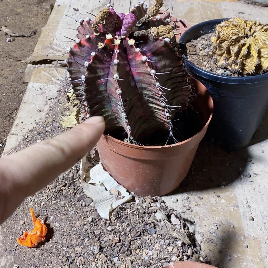 无花朵端*00000000000000000