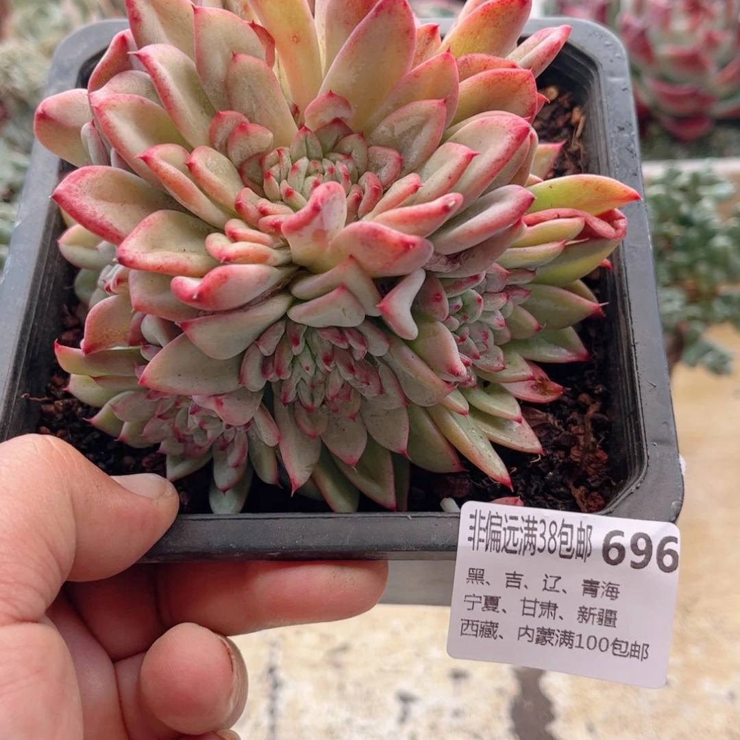 696新品德华多肉