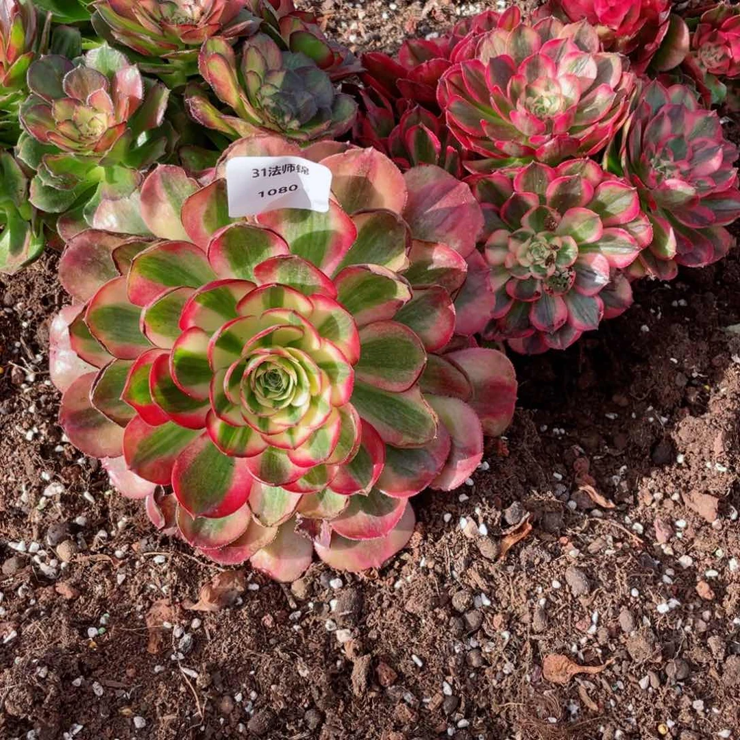 31法师锦多肉1080三颗