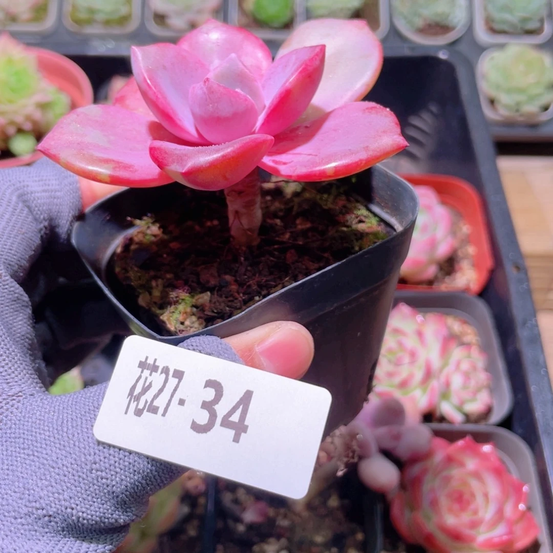 花利美27-34彩虹糖