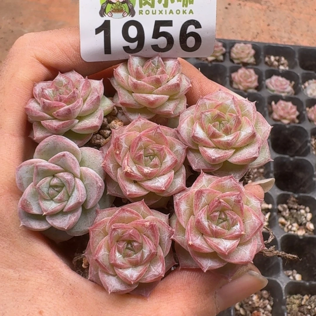 多肉植物多肉植物