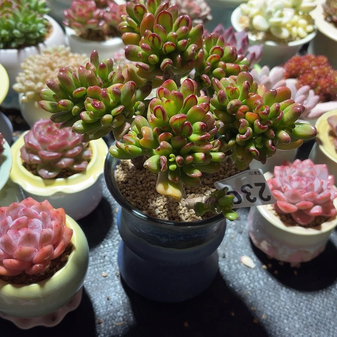 招财猫多肉带盆特价230