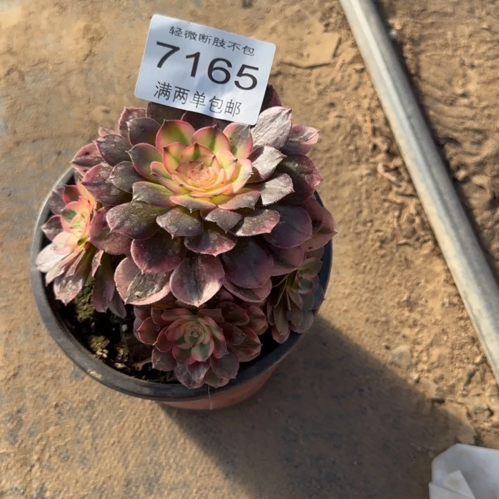 7165荔枝多肉植物