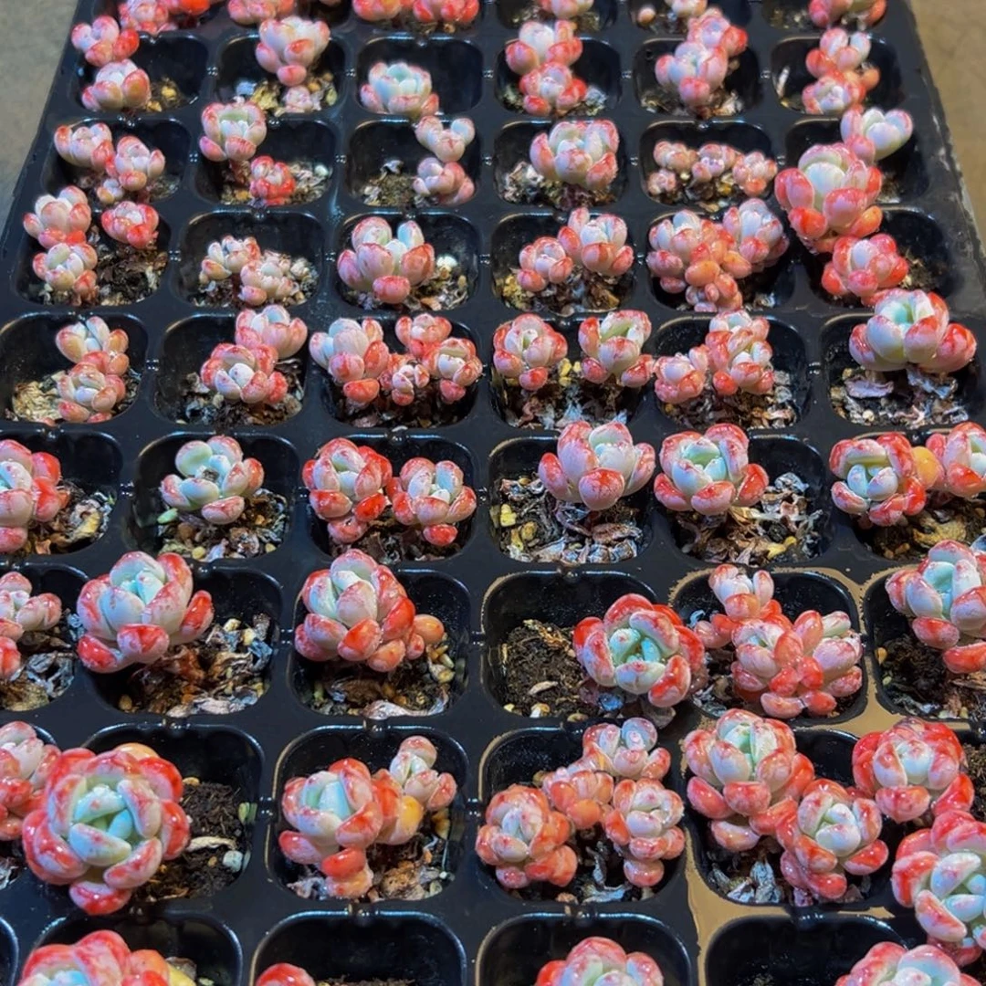 554的人都在用这个