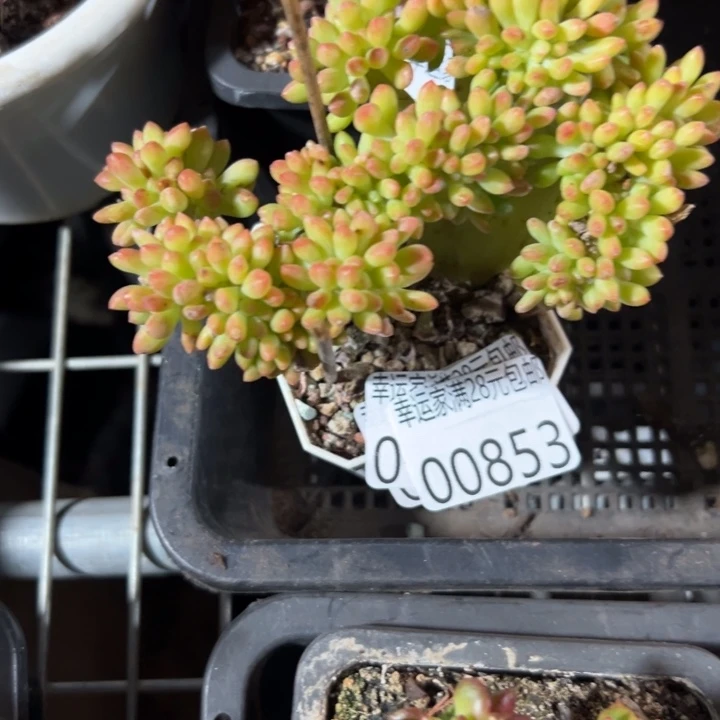 幸运的是我还没遇到幸运