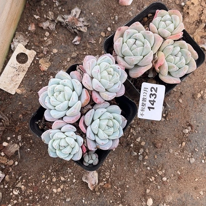阿雅园艺。     1432