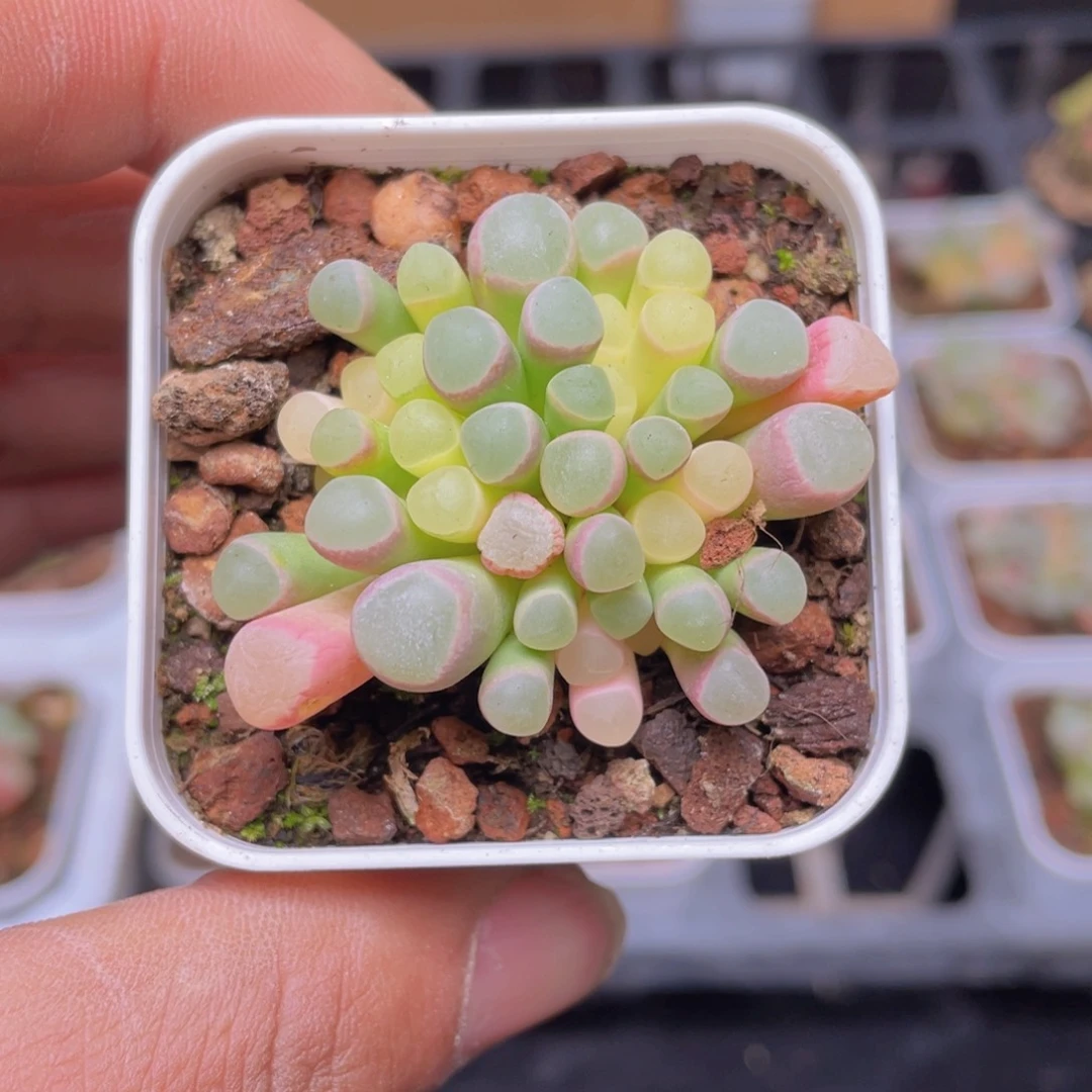 五十灵玉自然锦多肉9.9包邮发货