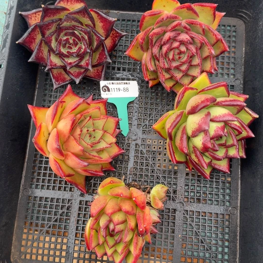 从前慢花园多肉编号1119.88