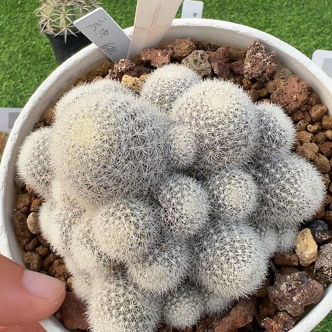 6716 庆典侧芽自根裸根发货