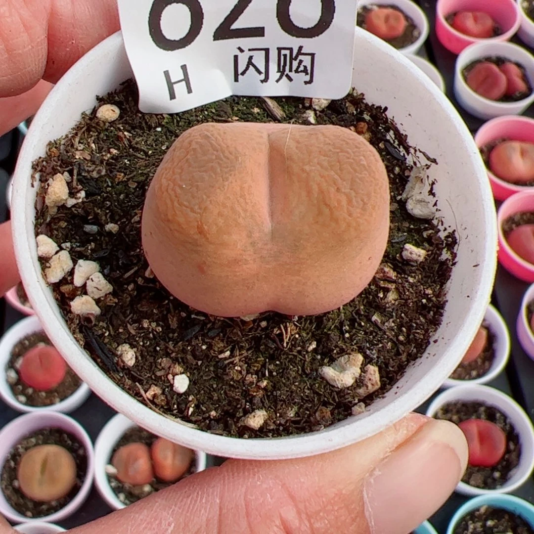 无花朵用****7我很喜欢这个H626