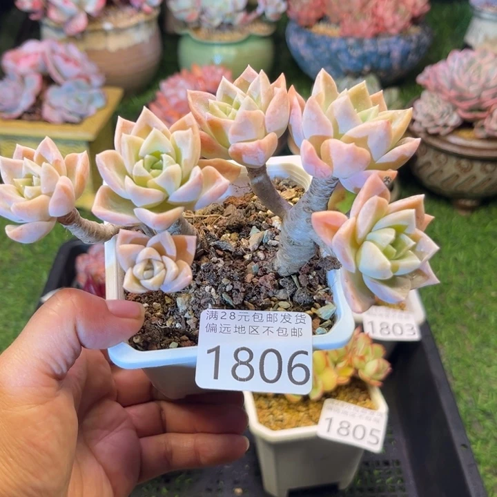 大1806:）xvzcxvvggvb