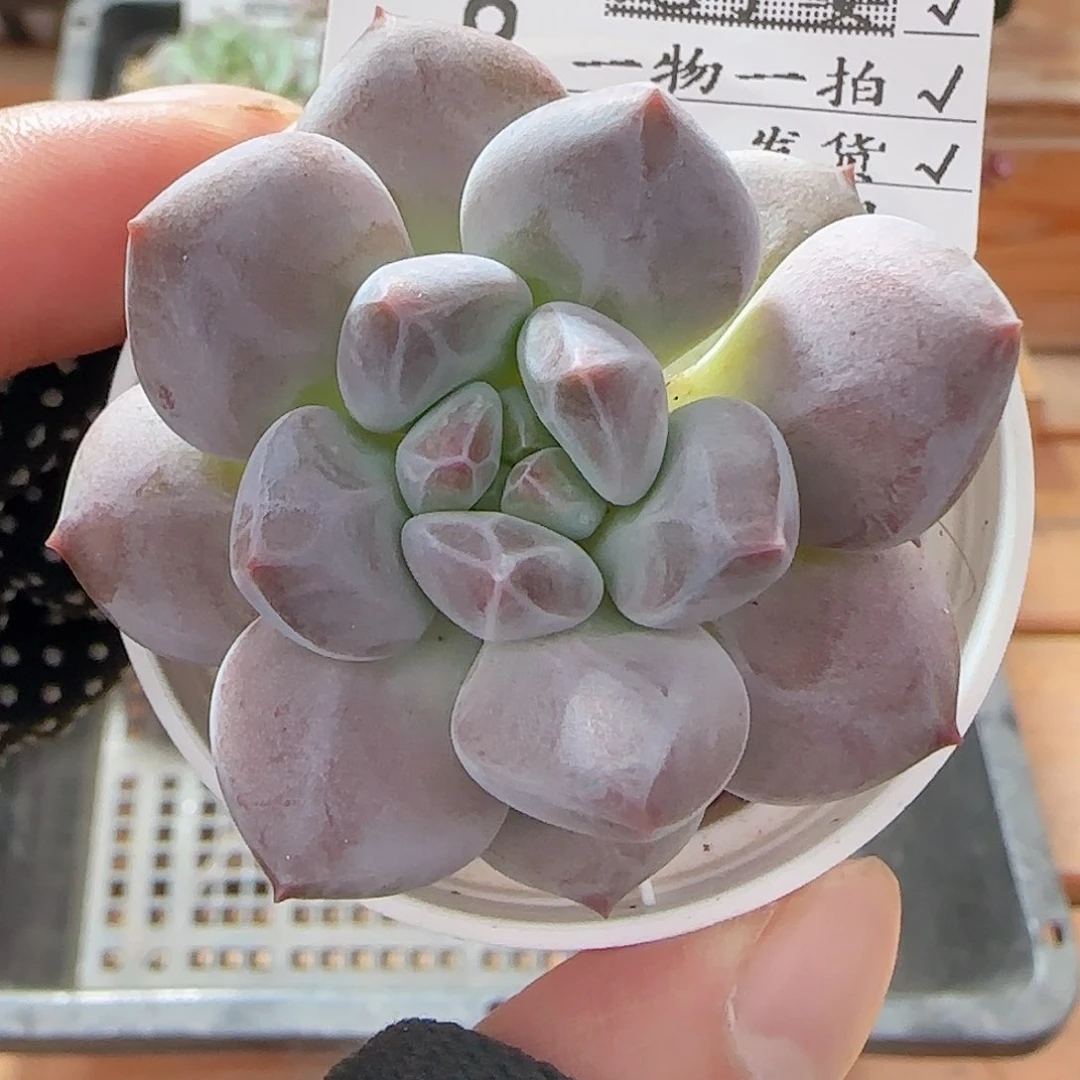 多肉0724-08龙纹麟