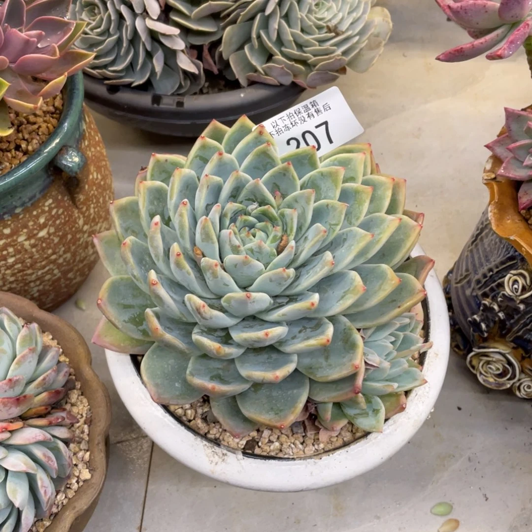 清**馆黑大帅多肉207阿尔巴