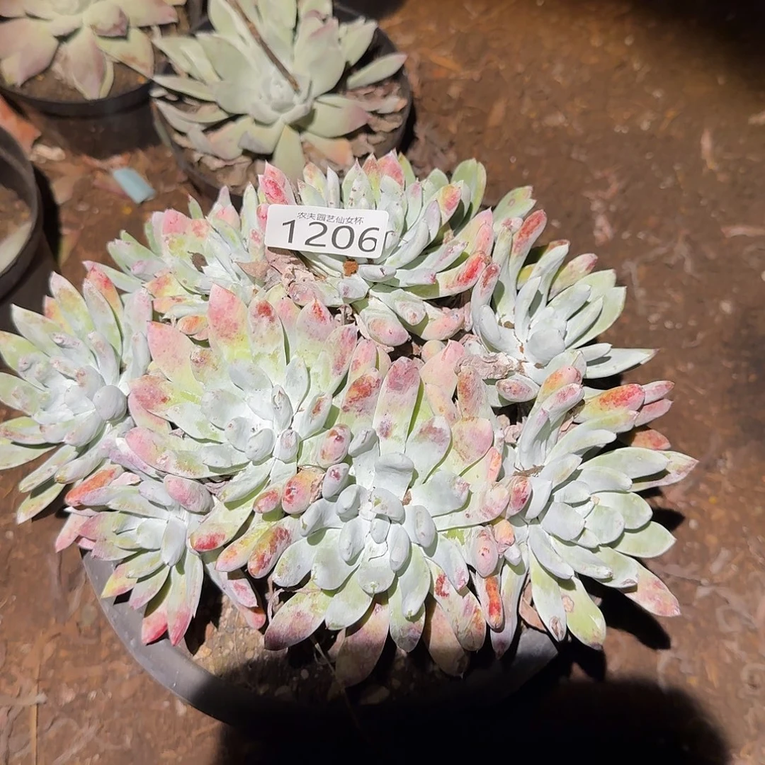 阿金尼仙女杯多肉福利，