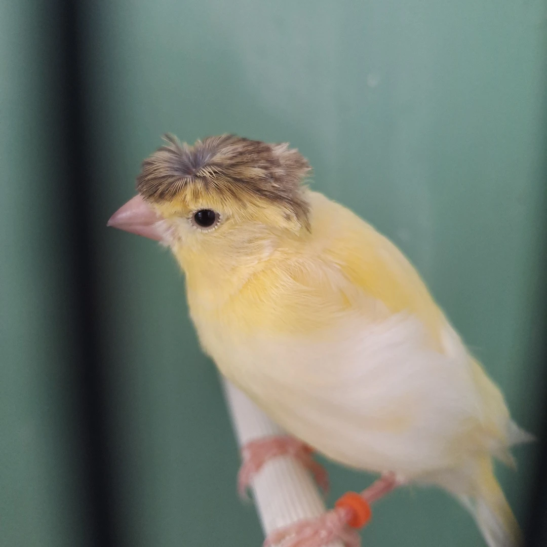 宠物鸟 观赏鸟 包邮包活 直播现选一鸟一拍图片仅供参考