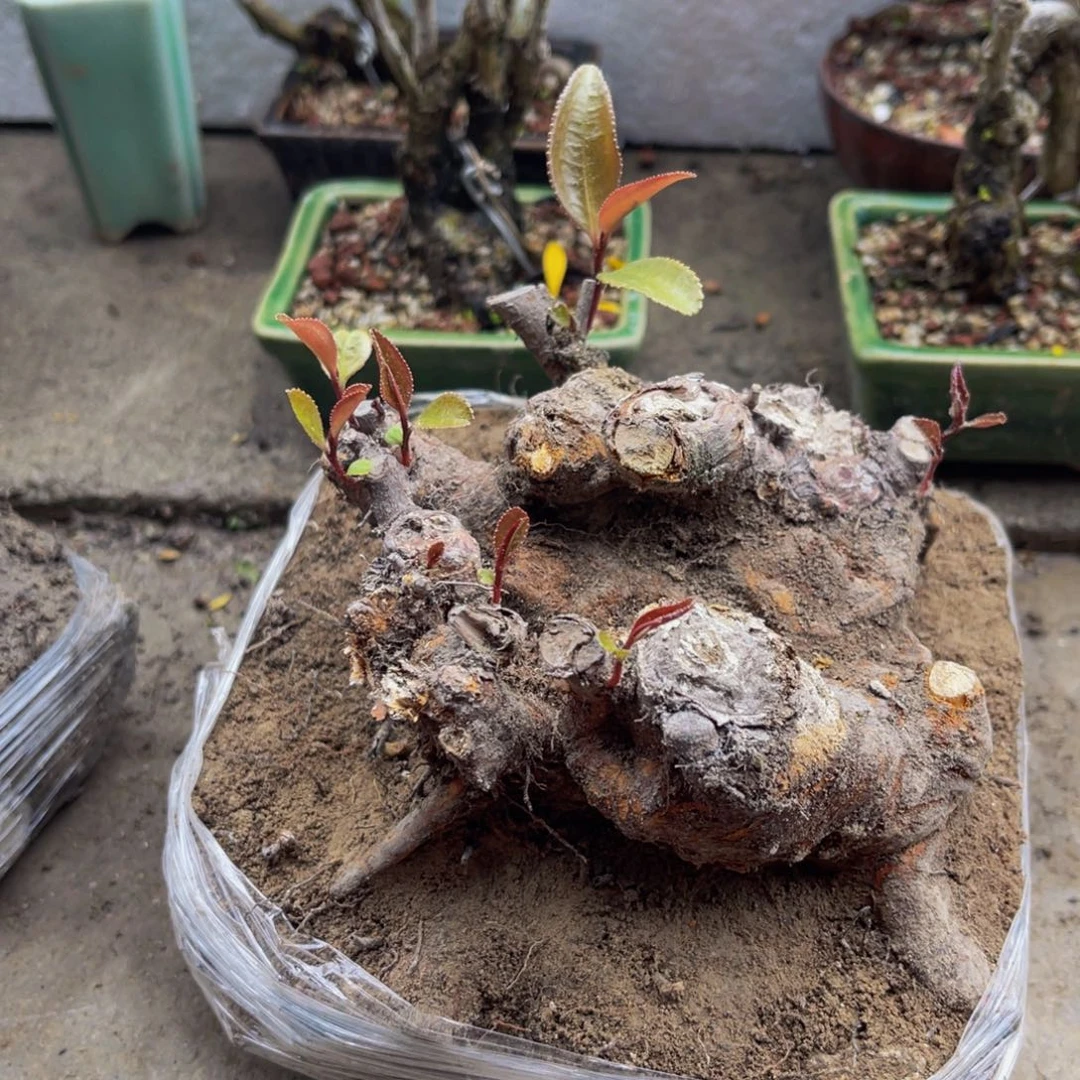 当前无花朵，栽培后可花朵