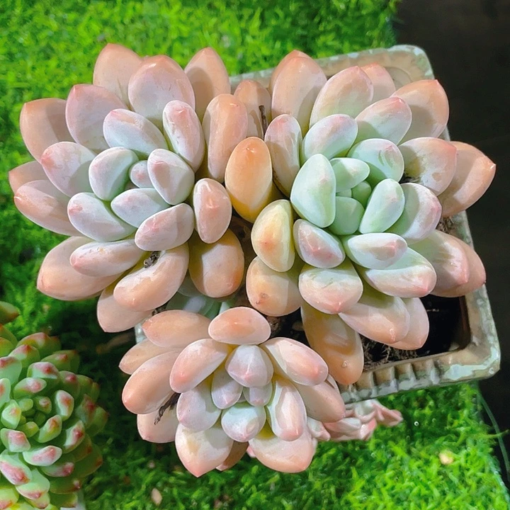 谢谢你的支持0000025