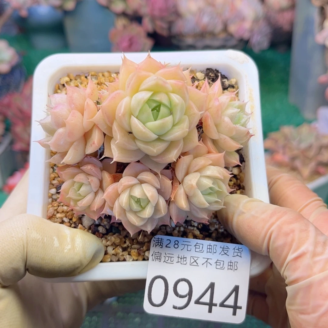 大0944:？d b xv cv v v