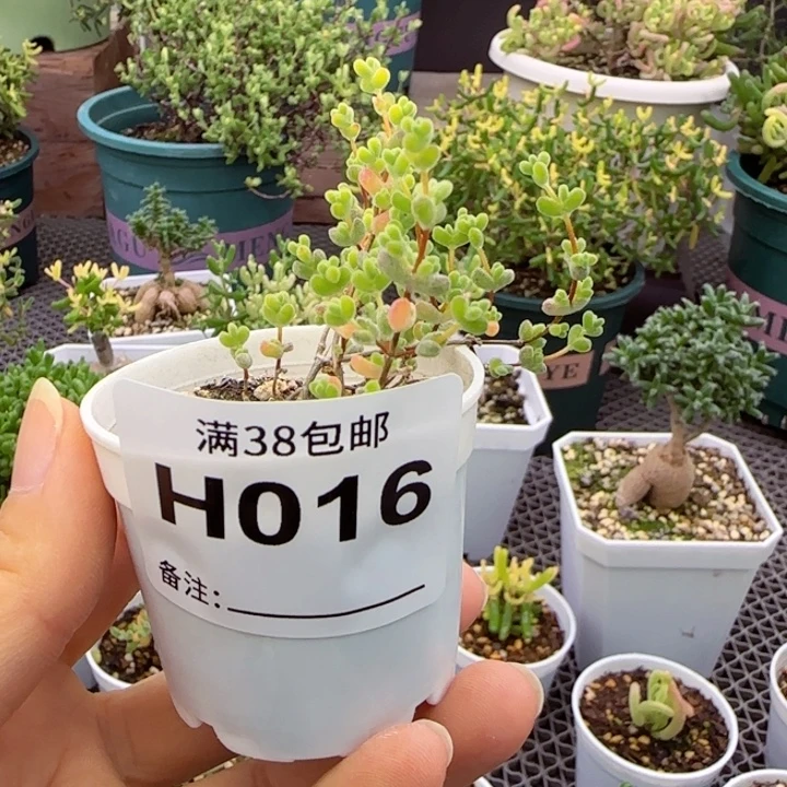 多肉植物枝干莱斯黄锦